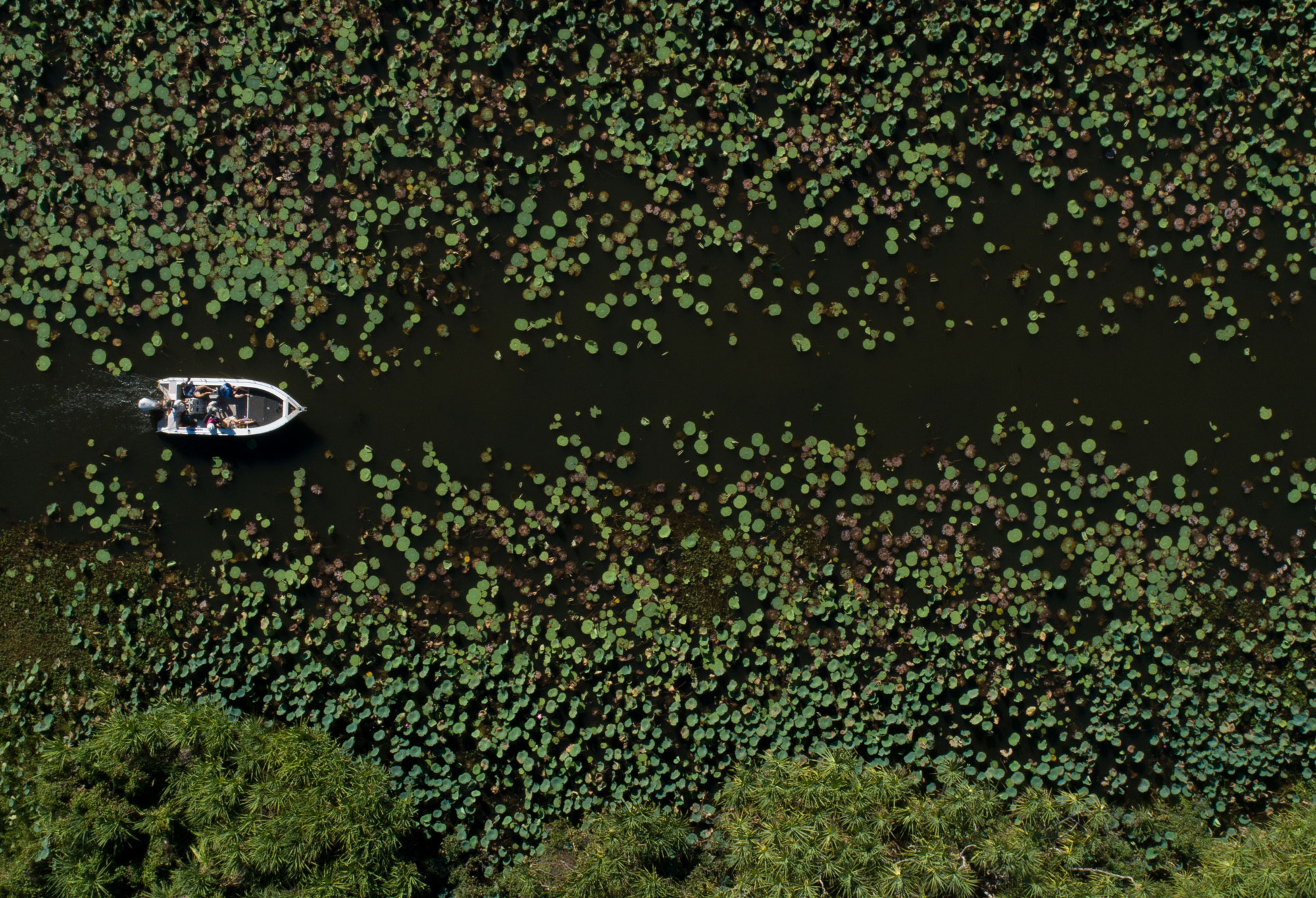 Aerial view of a small boat navigating through a waterway surrounded by dense lily pads and greenery.
