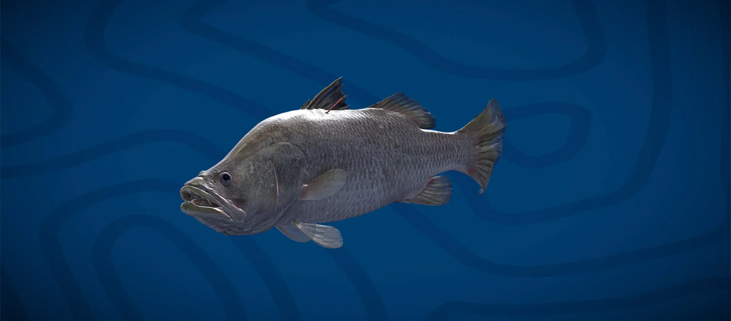 A large fish with a textured gray body and prominent fins swims against a dark blue background with subtle wave patterns.
