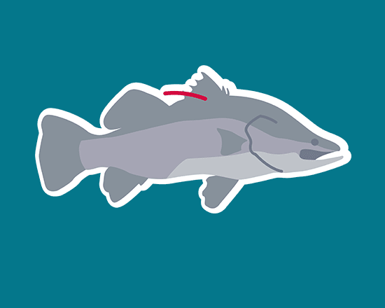 Illustration of a gray fish with a prominent dorsal fin and a red marking on a teal background.