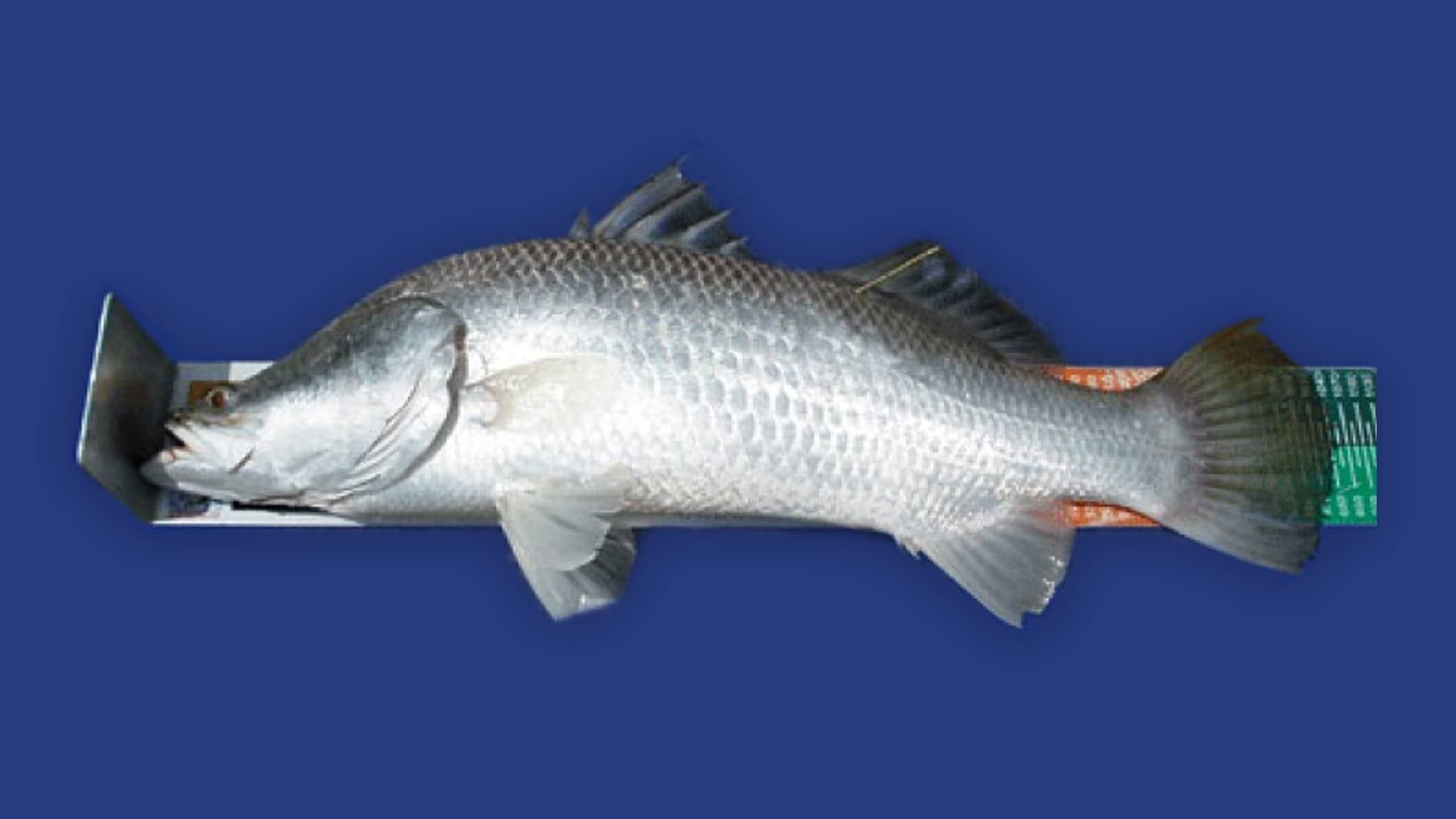 A large silver fish lies on a measuring board against a blue background, displaying its scales and fins.