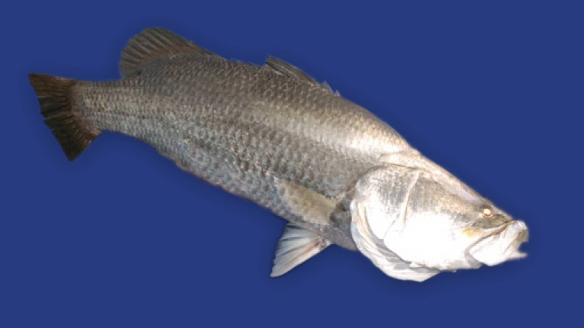 A large fish with a silvery-grey body and prominent scales, displayed against a plain blue background.