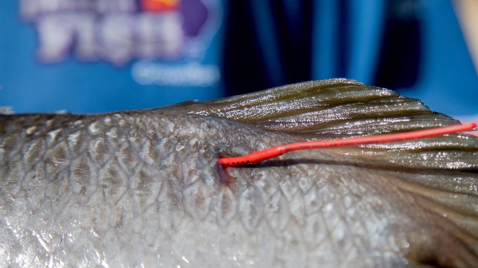 Close-up of a fish's dorsal fin with a red tag attached, against a blurred blue background.